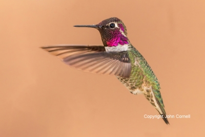 Annas-Hummingbird;Calypte-anna;Hummingbird